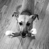 Entry image for Bella