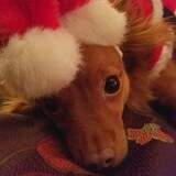 Entry image for Dixie