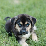 Entry image for Milo