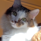 Entry image for Gouda Cheese