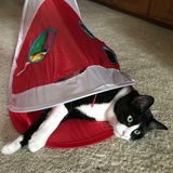 Entry image for Bella