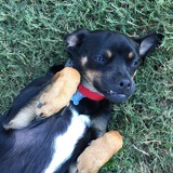 Entry image for Zeke