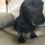 Entry image for Frankie 