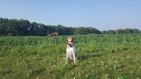 Entry image for SCOOTER BUG. Clicking this image will show a larger photo