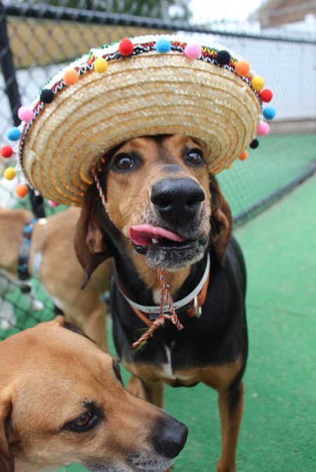 Entry image for Otis. Clicking this image will show a larger photo