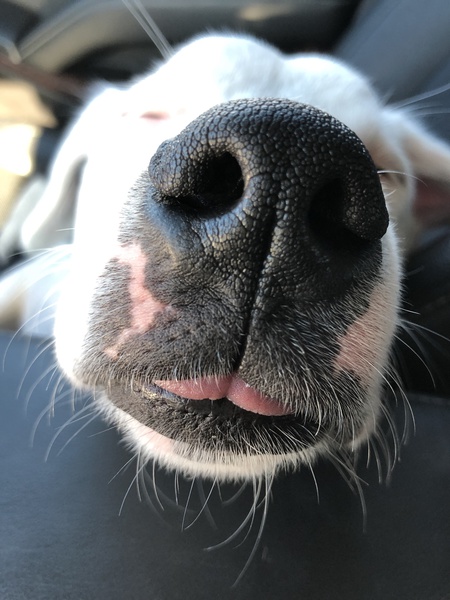 Entry image for Moose. Clicking this image will show a larger photo