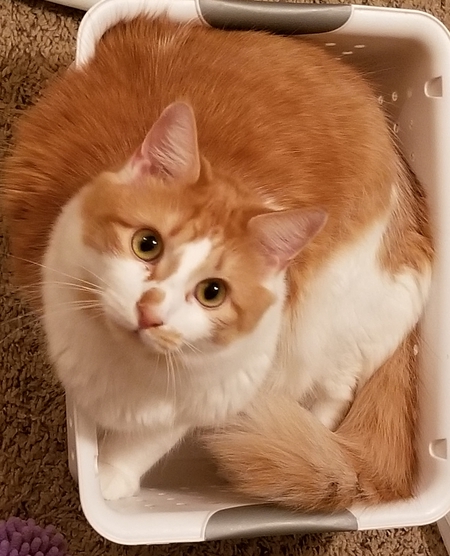 Entry image for Tobey. Clicking this image will show a larger photo