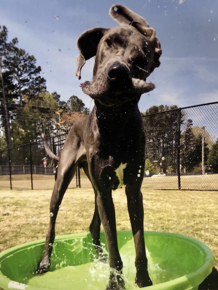 Entry image for Blue. Clicking this image will show a larger photo