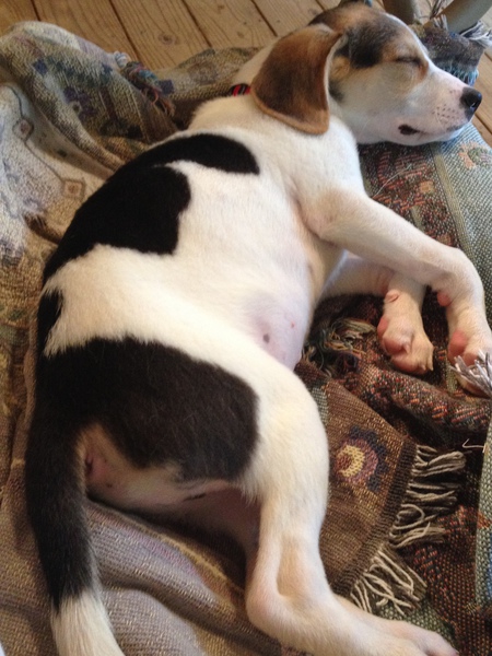 Entry image for Maccabi. Clicking this image will show a larger photo