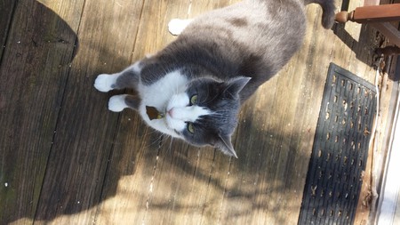 Entry image for Remy. Clicking this image will show a larger photo