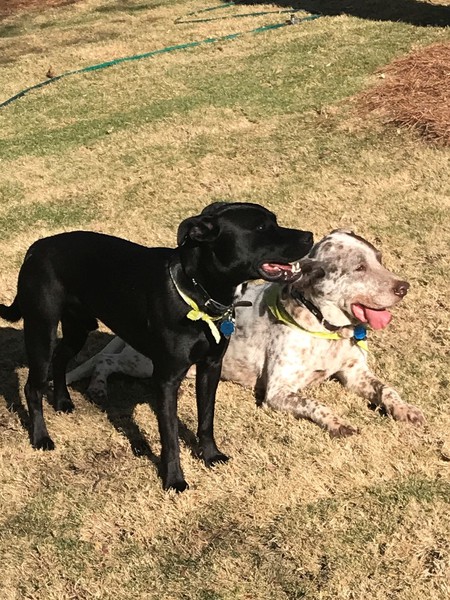 Entry image for Colt and Max. Clicking this image will show a larger photo