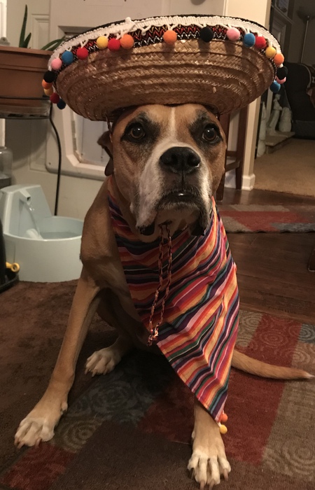 Entry image for Louie. Clicking this image will show a larger photo