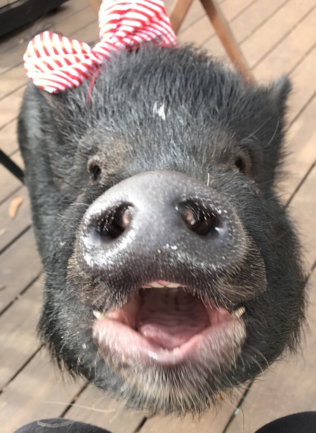 Entry image for Hammy. Clicking this image will show a larger photo