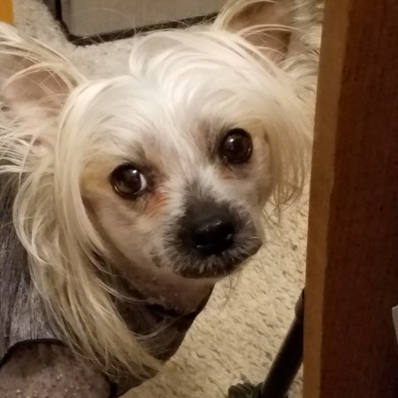 Entry image for Dexter Lee. Clicking this image will show a larger photo