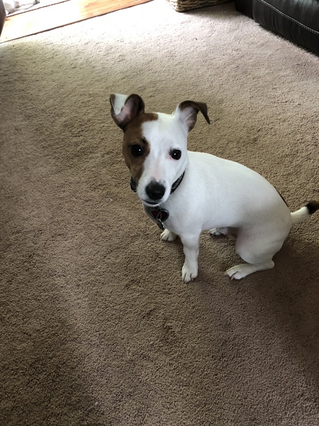 Entry image for Copper. Clicking this image will show a larger photo