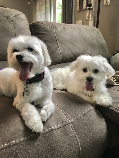 Entry image for Shaggy and Sandy. Clicking this image will show a larger photo