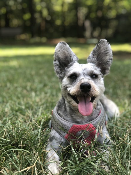 Entry image for Daisy Mae. Clicking this image will show a larger photo