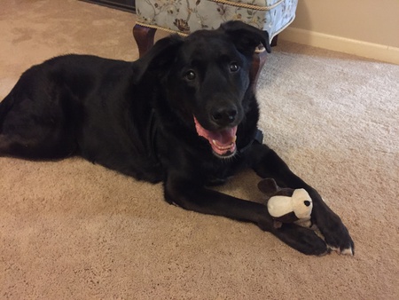 Entry image for Beaux. Clicking this image will show a larger photo