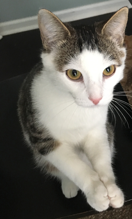 Entry image for Oscar. Clicking this image will show a larger photo