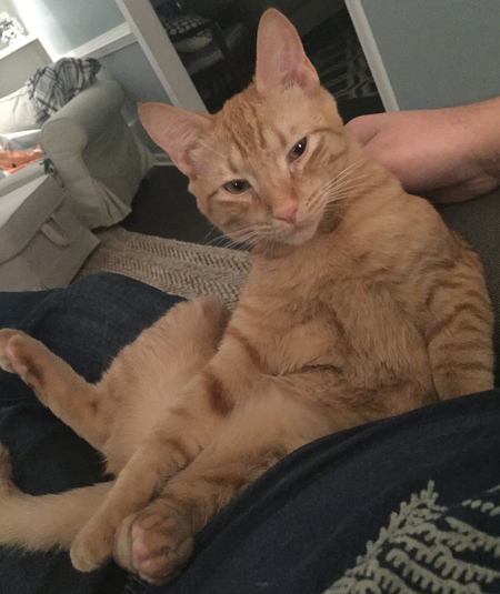 Entry image for Otto. Clicking this image will show a larger photo