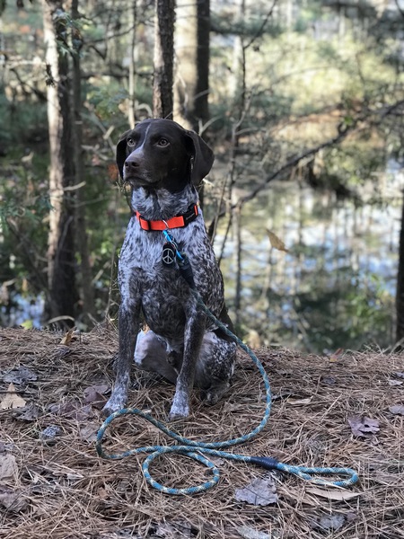 Entry image for Scout . Clicking this image will show a larger photo