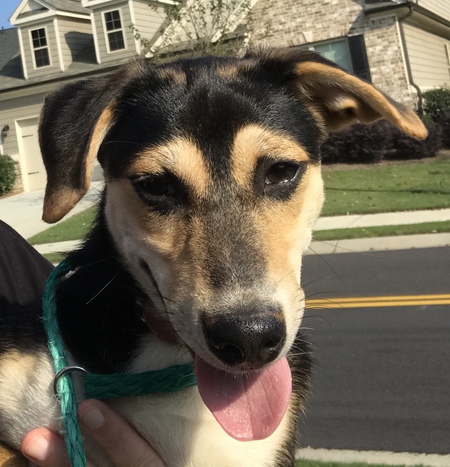 Entry image for Rocket. Clicking this image will show a larger photo