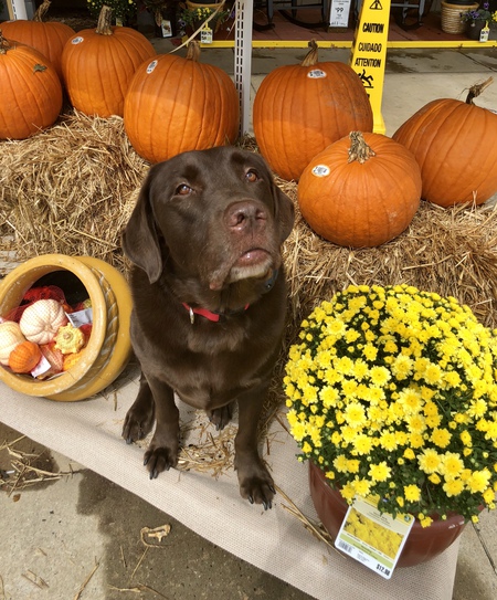 Entry image for Ruger. Clicking this image will show a larger photo