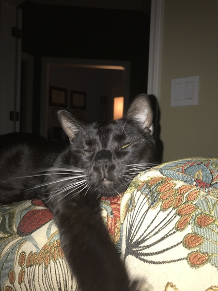 Entry image for Maxwell. Clicking this image will show a larger photo