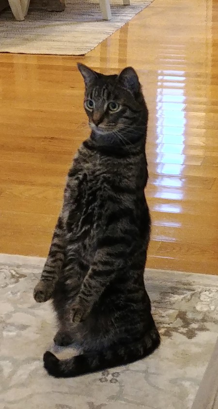 Entry image for Stormy. Clicking this image will show a larger photo