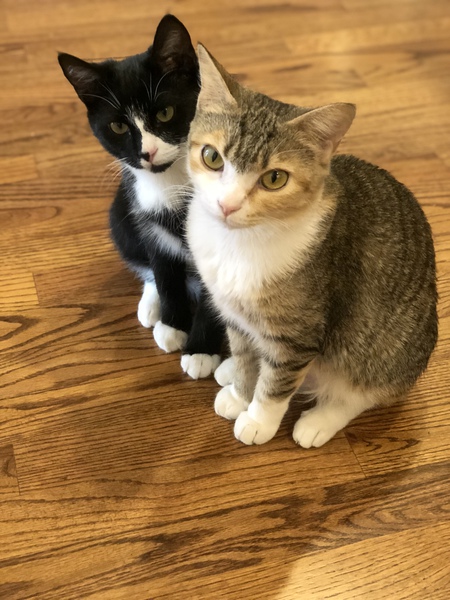 Entry image for Charlie & Abbie. Clicking this image will show a larger photo