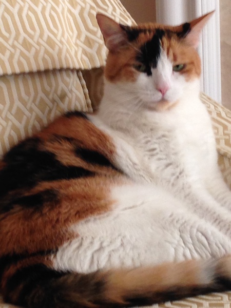 Entry image for Calli. Clicking this image will show a larger photo