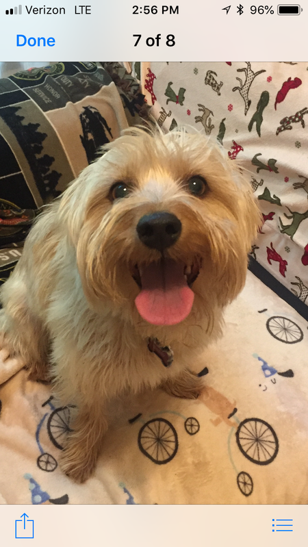 Entry image for Buddy. Clicking this image will show a larger photo