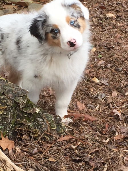 Entry image for Foster. Clicking this image will show a larger photo