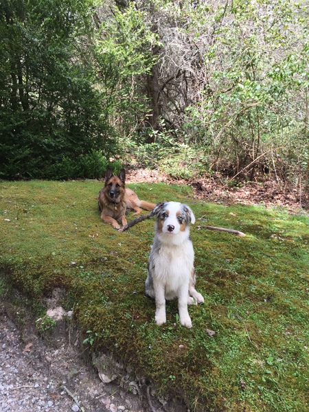 Entry image for Sam and Foster. Clicking this image will show a larger photo