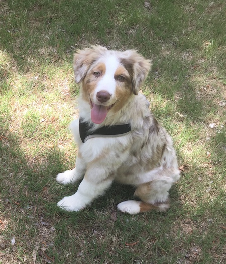 Entry image for Finn. Clicking this image will show a larger photo