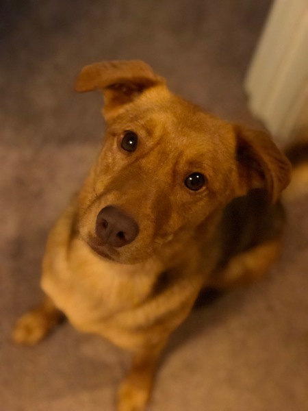 Entry image for Reeses. Clicking this image will show a larger photo