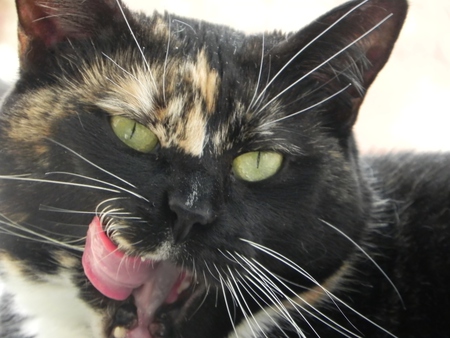 Entry image for Sweet Molly McGee. Clicking this image will show a larger photo