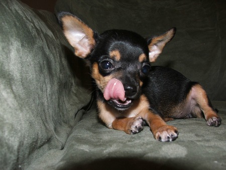 Entry image for Lacy. Clicking this image will show a larger photo