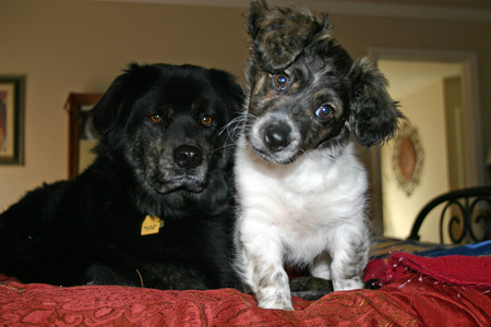 Entry image for Cujo and Daryya. Clicking this image will show a larger photo