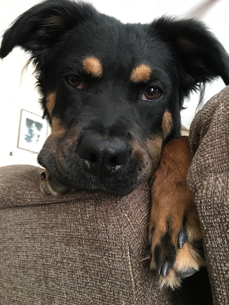 Entry image for Rhett . Clicking this image will show a larger photo