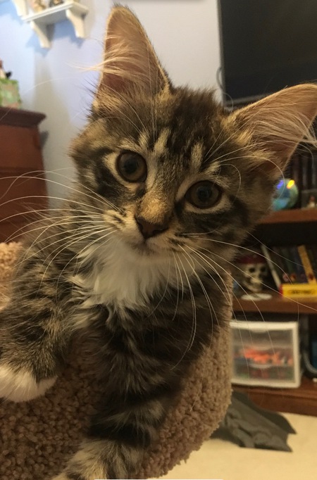 Entry image for Pepper. Clicking this image will show a larger photo