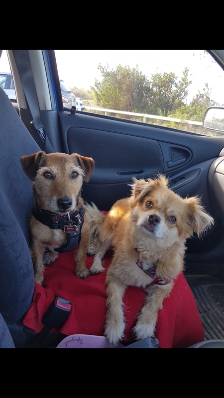 Entry image for Barney (l) and Sadie (r). Clicking this image will show a larger photo