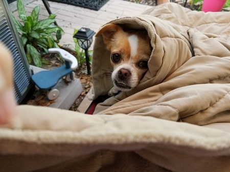 Entry image for PUGSLEY. Clicking this image will show a larger photo