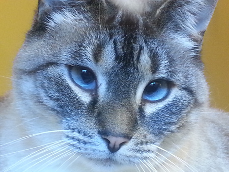 Entry image for Biscuit. Clicking this image will show a larger photo