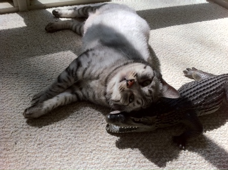 Entry image for Dutch. Clicking this image will show a larger photo