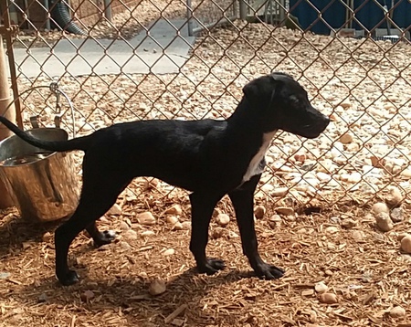 Entry image for Suki. Clicking this image will show a larger photo