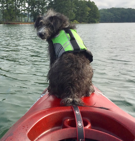 Entry image for Stella. Clicking this image will show a larger photo