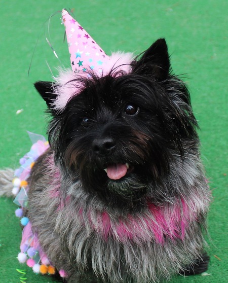 Entry image for Lexi. Clicking this image will show a larger photo