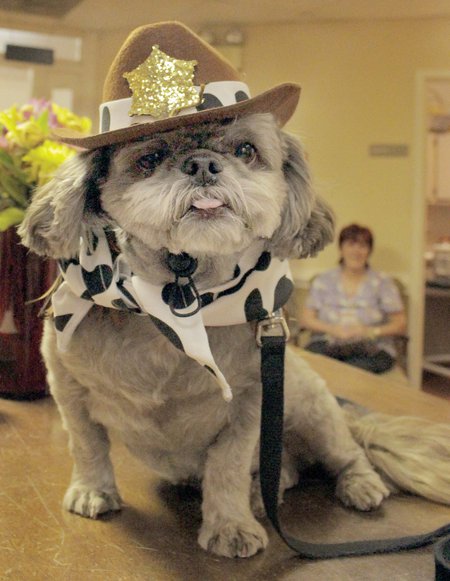 Entry image for Coco. Clicking this image will show a larger photo