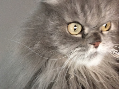 Entry image for S'mores. Clicking this image will show a larger photo